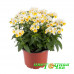 Немезия Sun White-Yellow Bicolor
