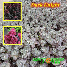 Очиток (седум) Dark Knight