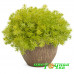 Седум Lemon Coral