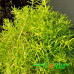 Седум Lemon Coral