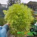 Седум Lemon Coral