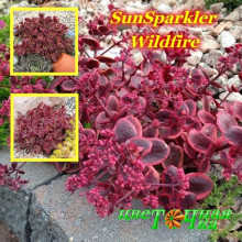 Очиток (седум) SunSparkler Wildfire