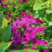 Остеоспермум Plaisir Purple