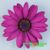 Остеоспермум Plaisir Purple