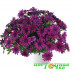 Остеоспермум Plaisir Purple