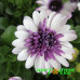 Остеоспермум Berry White Остеоспермум Berry White