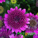 Остеоспермум Flower Power Spider Purple