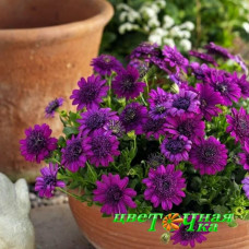 Остеоспермум Flower Power Spider Purple