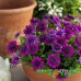 Остеоспермум Flower Power Spider Purple