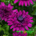 Остеоспермум Flower Power Spider Purple