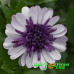 Остеоспермум Flower Power Violet lce