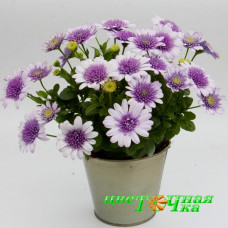 Остеоспермум Flower Power Violet lce