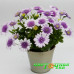 Остеоспермум Flower Power Violet lce