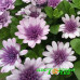 Остеоспермум Flower Power Violet lce