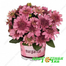 Остеоспермум Margarita Double Pink