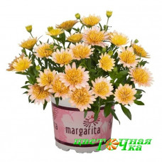 Остеоспермум Margarita Double Salmon