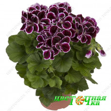 Пеларгония королевская Elegance Imperial