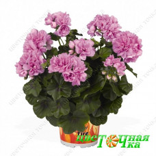Пеларгония плющелистная Great Balls of Fire Light Lavender