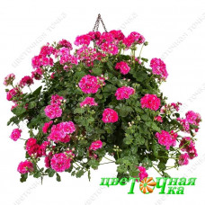 Пеларгония плющелистная Vintage Rose