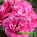 Пеларгония плющелистная Vintage Rose Пеларгония плющелистная Vintage Rose