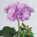 Пеларгония плющелистная Teske