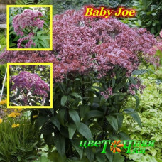 Посконник Baby Joe