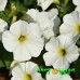 Петхоа Beautical Pearl White