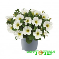 Петхоа Beautical Pearl White