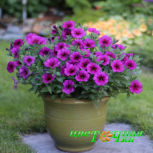 Петхоа Beautical Purple Down