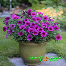 Петхоа Beautical Purple Down