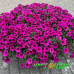 Петхоа Beautical Purple Down