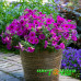 Петхоа Beautical Purple Down