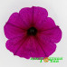 Петхоа Beautical Purple Down