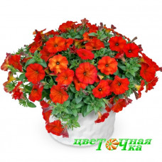 Петхоа Beautical Red Maple