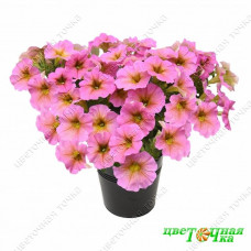 Петхоа Beautical Sunray Pink