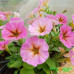 Петхоа Beautical Sunray Pink