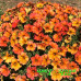 Петхоа Beautical Sunset Orange