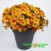 Петхоа Beautical Sunset Orange