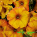 Петхоа Beautical Sunset Orange