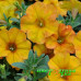 Петхоа Beautical Sunset Orange