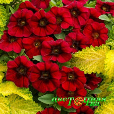 Петхоа SuperCal Crimson Red
