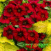 Петхоа SuperCal Crimson Red
