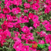 Петуния Tidal Wave Hot Pink