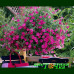 Петуния Tidal Wave Hot Pink