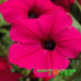 Петуния Tidal Wave Cherry Петуния Tidal Wave Cherry