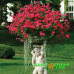 Петуния Tidal Wave Cherry Петуния Tidal Wave Cherry