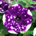 Петуния AlpeTunia Glacier Sky