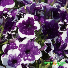 Петуния AlpeTunia Glacier Sky