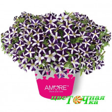 Петуния Amore Purple