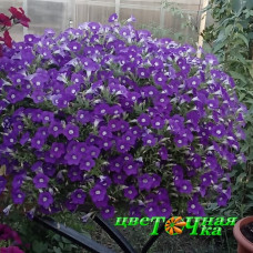 Петуния Blanket Violet